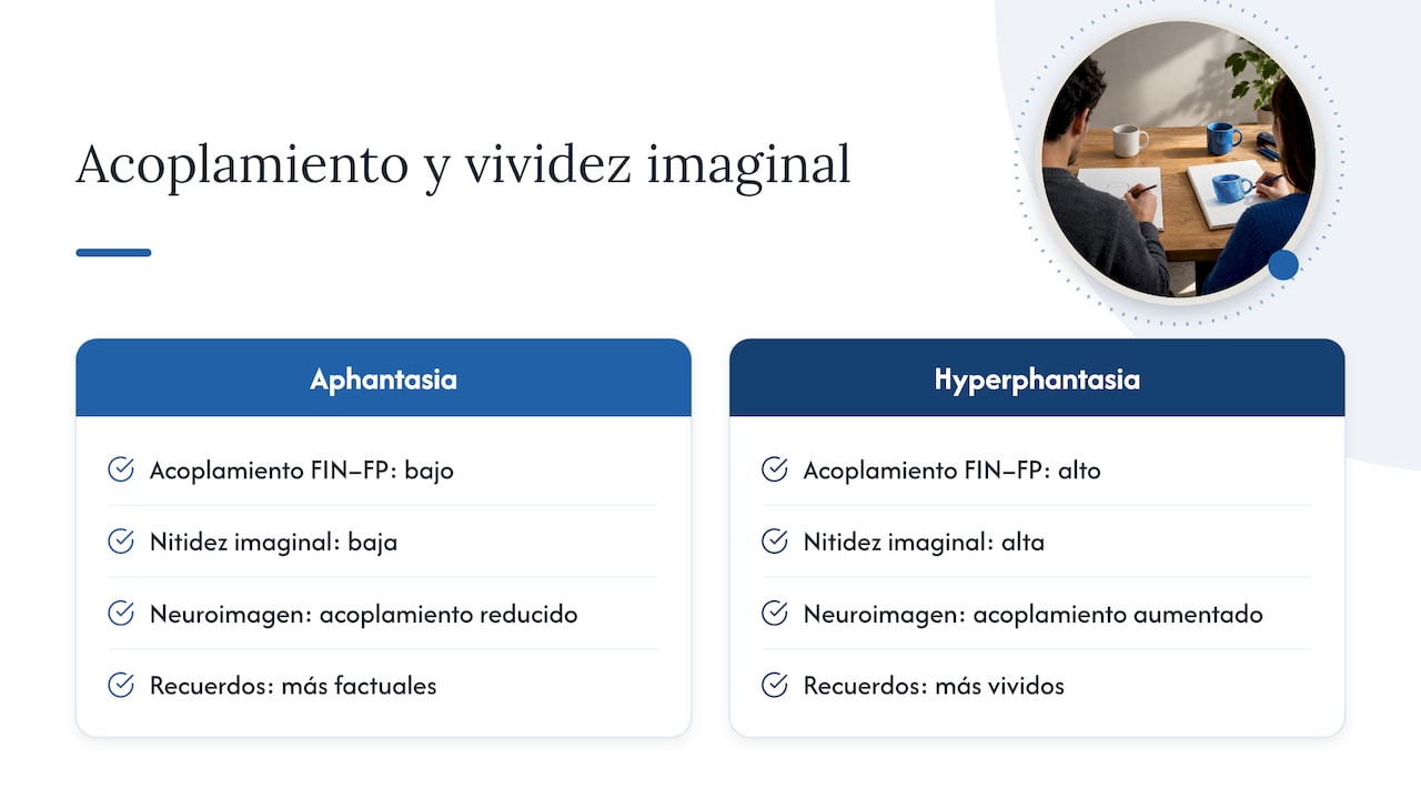 Conexión entre redes cerebrales relacionadas con la imaginación