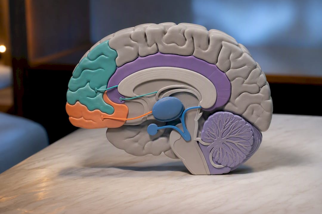 Circuitos cerebrales relacionados con el control ejecutivo