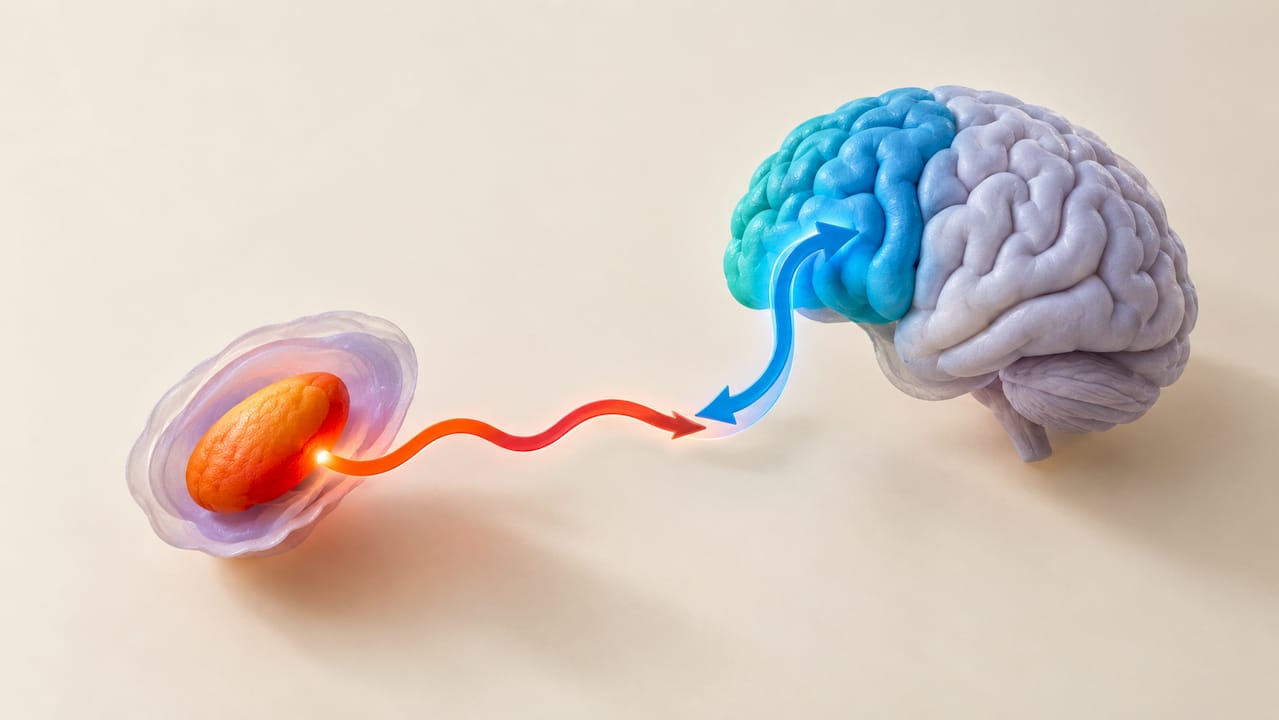 Interaction entre l'amygdale et le cortex préfrontal