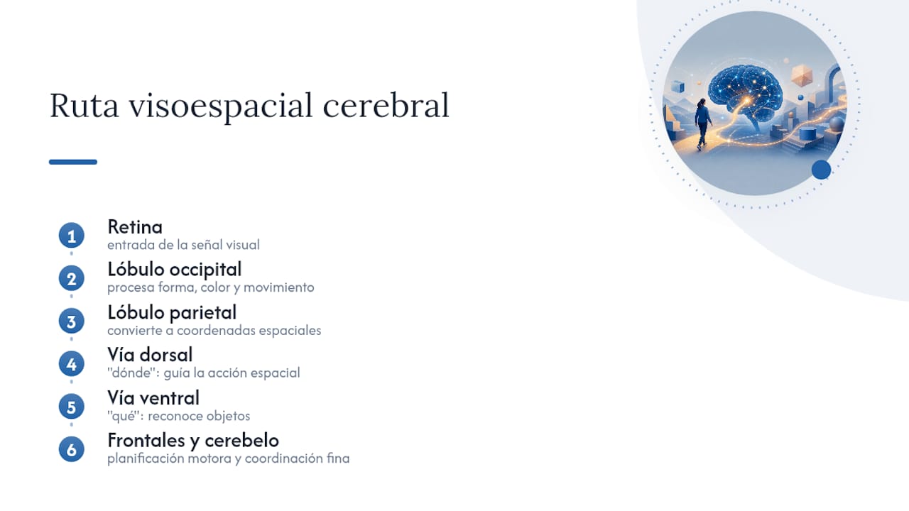 Red cerebral para el procesamiento visoespacial